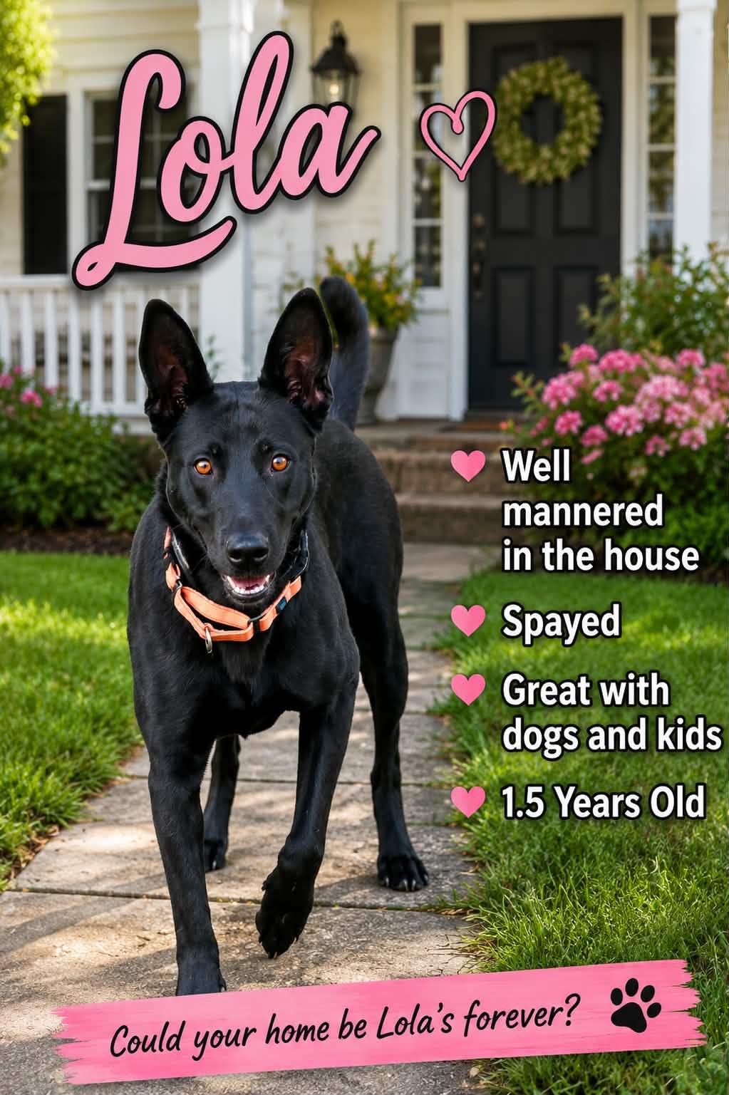 Lola, ADOPTABLE, Young Female Belgian Shepherd / Malinois.