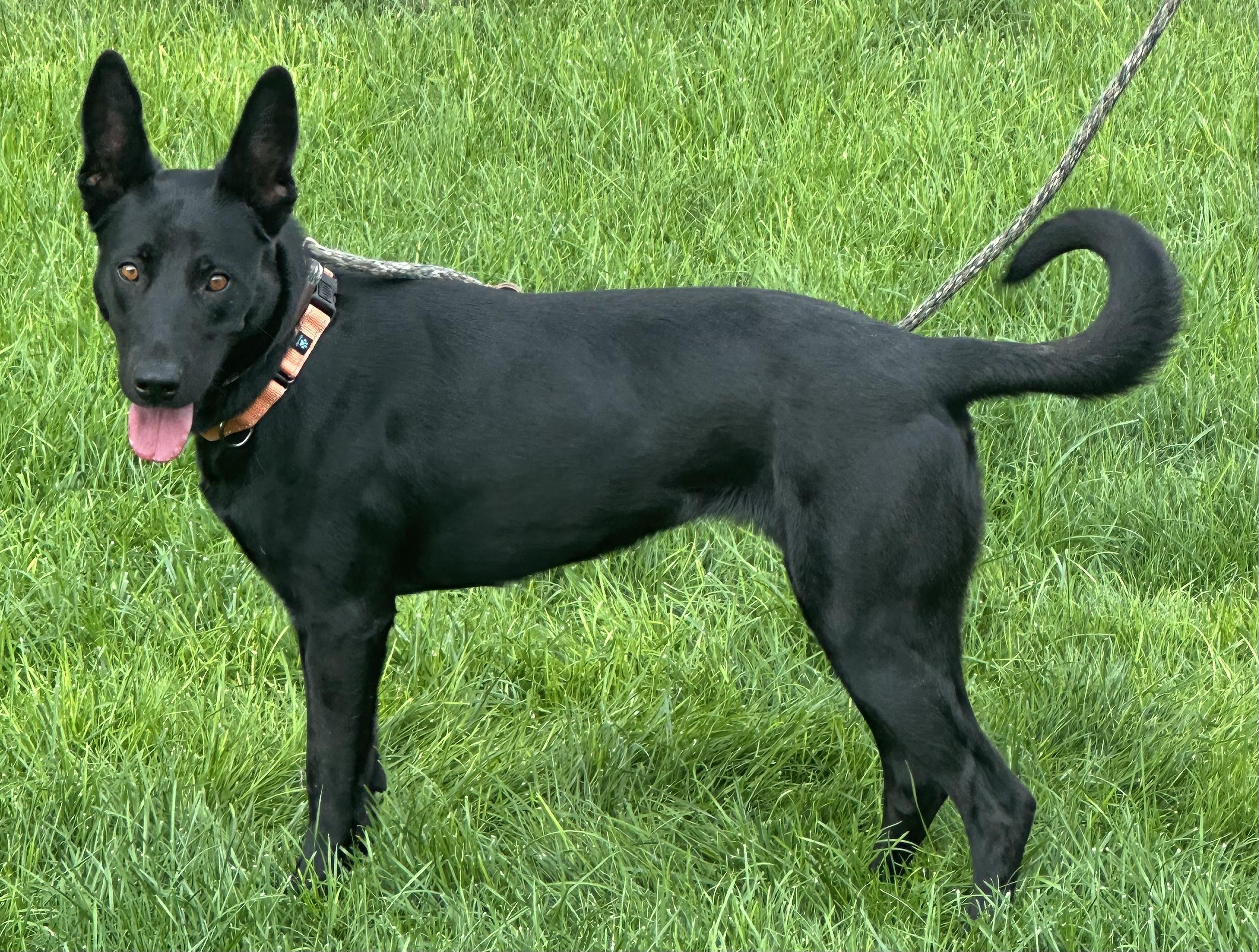 Enlarge Lola, a Adopted Belgian Shepherd / Malinois in Kuna, ID image 1/3