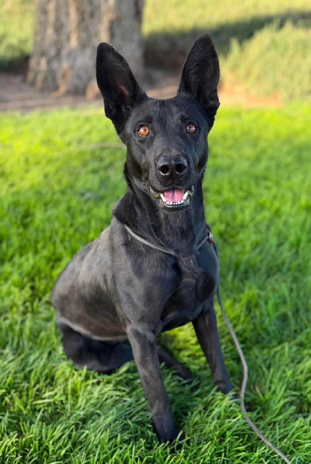 Enlarge Lola, a ADOPTABLE Belgian Shepherd / Malinois in Kuna, ID image 2/2