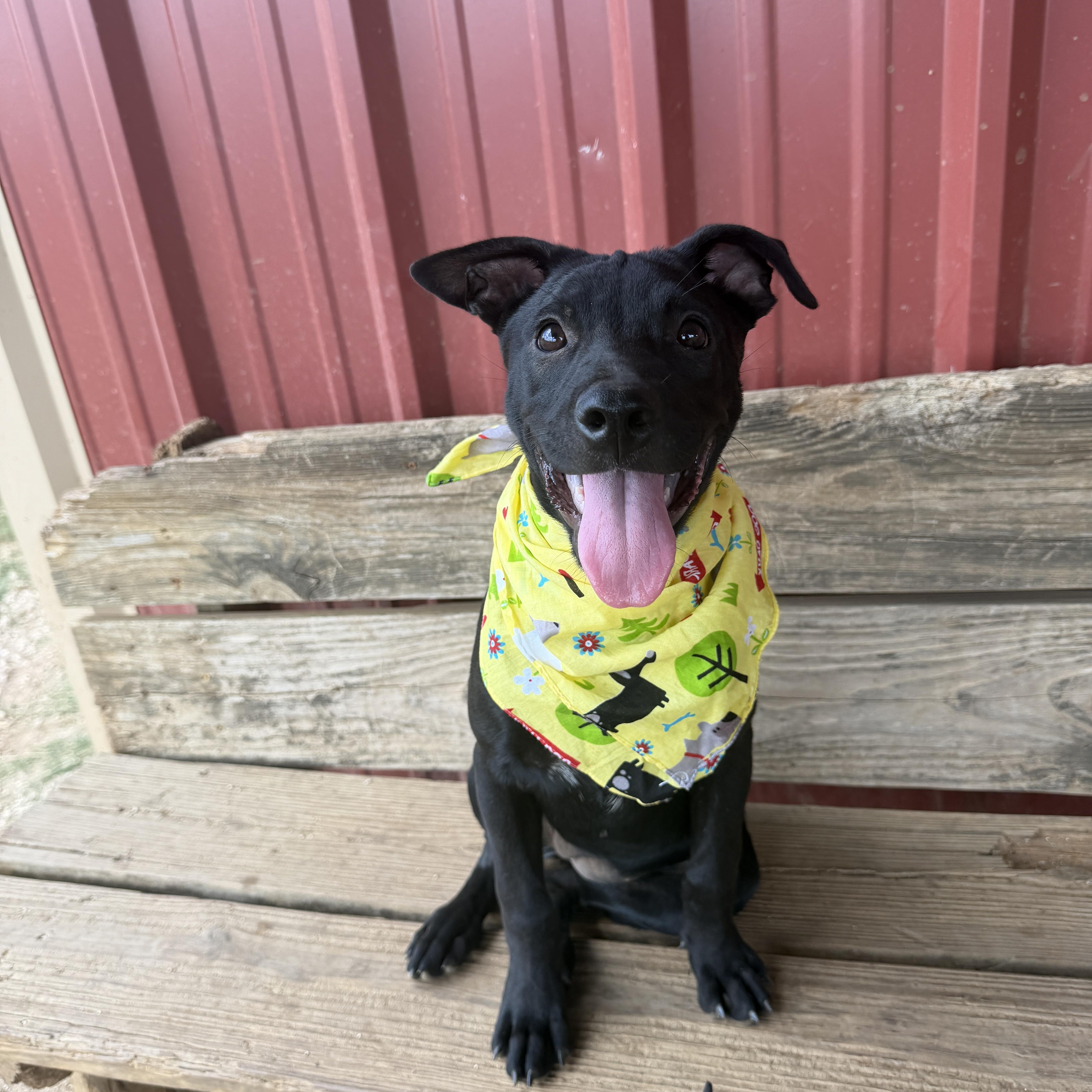 Beetle, adopted, Young Female Labrador Retriever.