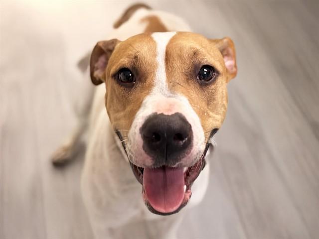 LUA, Adoptable, Adult Female American Bulldog & Mixed Breed.