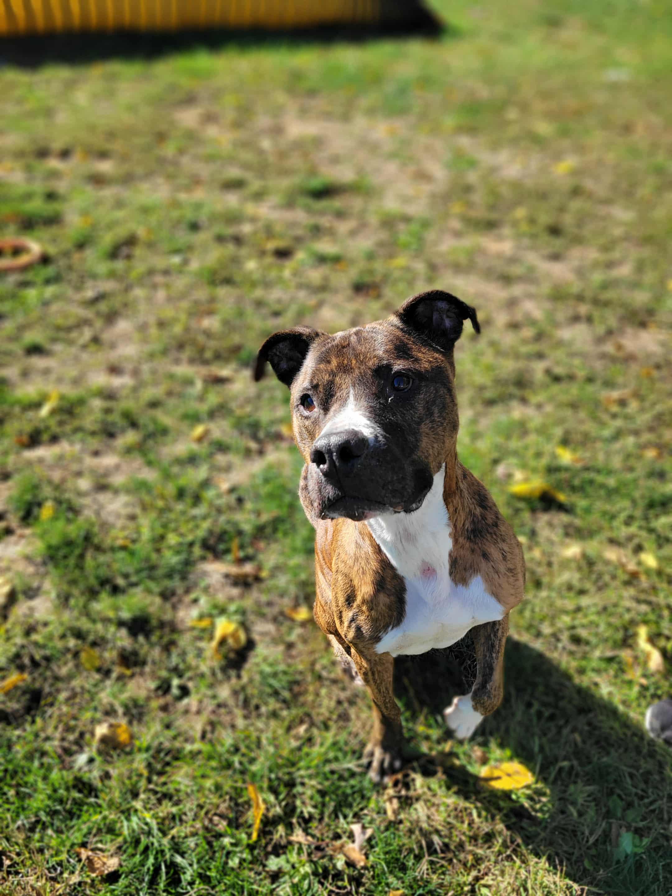 Enlarge Remi, a Adoptable mixed breed in Chambersburg, PA image 1/1