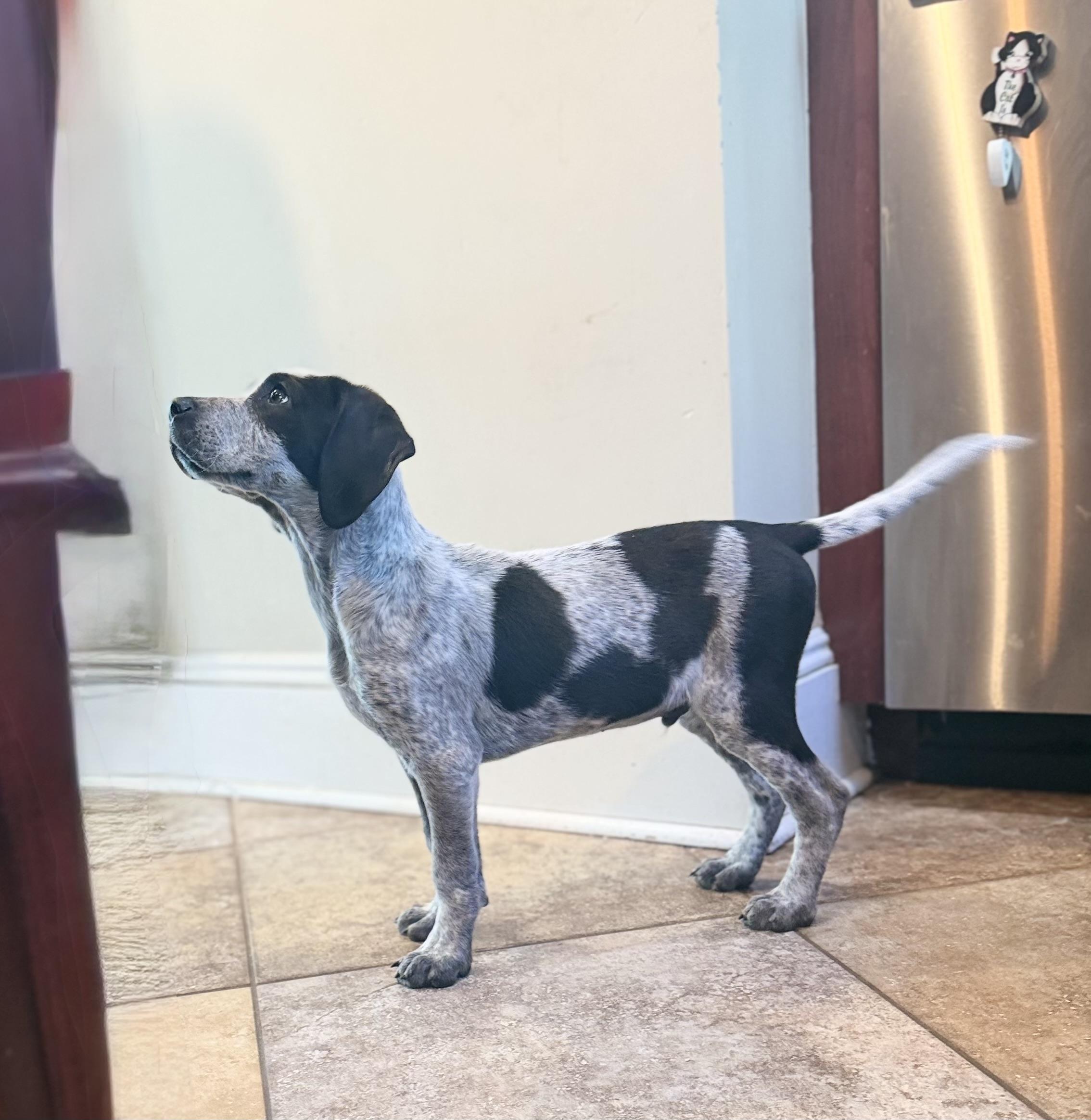 OSCAR, an adopted mixed breed in Dumont, NJ image 3/6