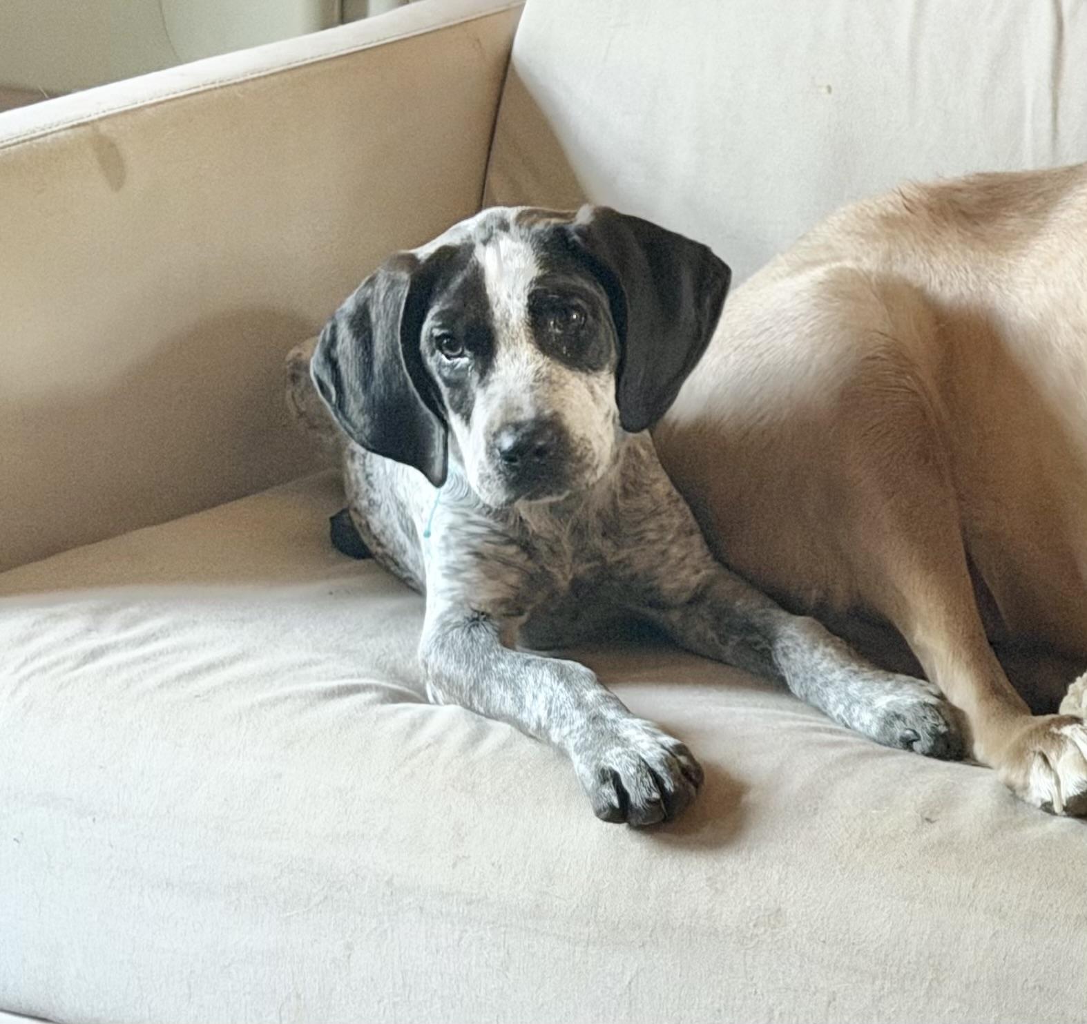 OSCAR, an adopted mixed breed in Dumont, NJ image 4/6