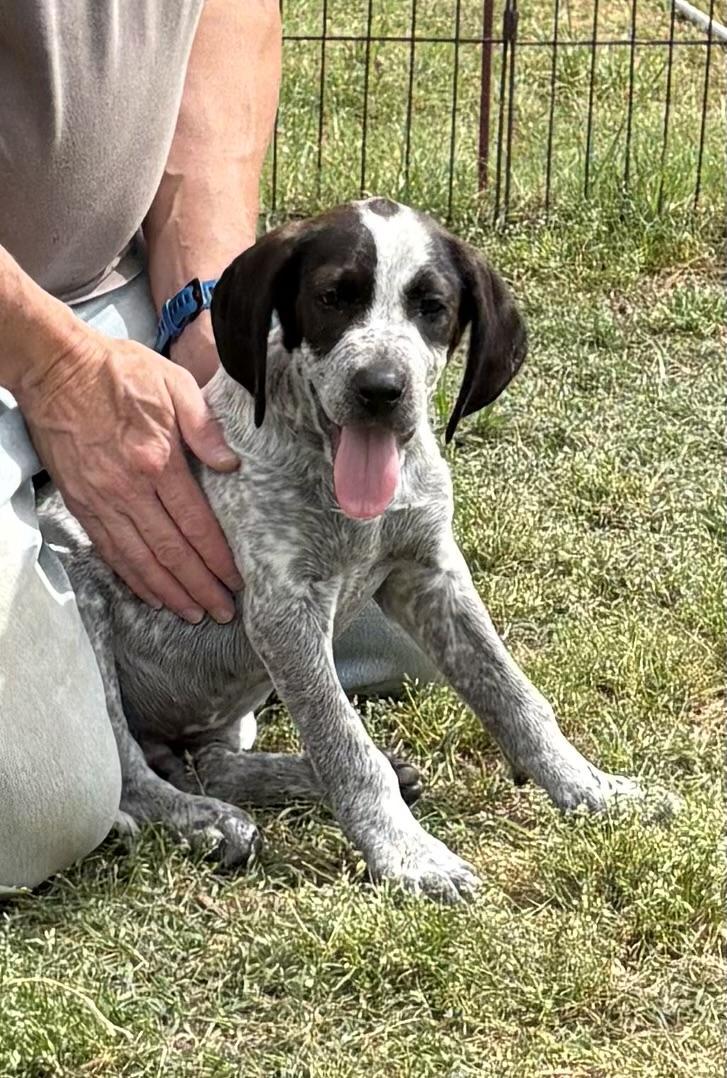 OSCAR, an adopted mixed breed in Dumont, NJ image 6/6