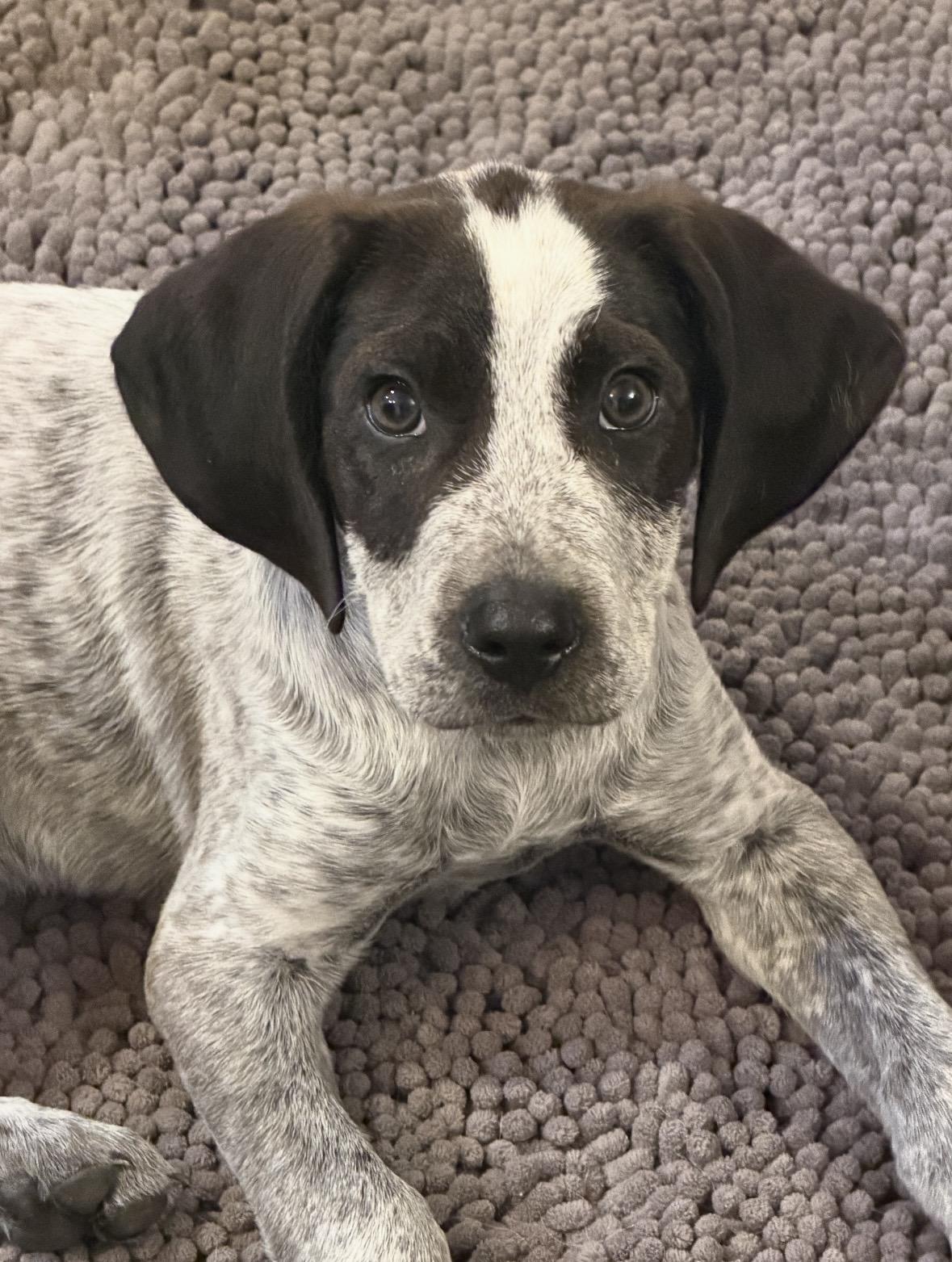 OSCAR, adopted, Puppy Male Hound & Labrador Retriever.