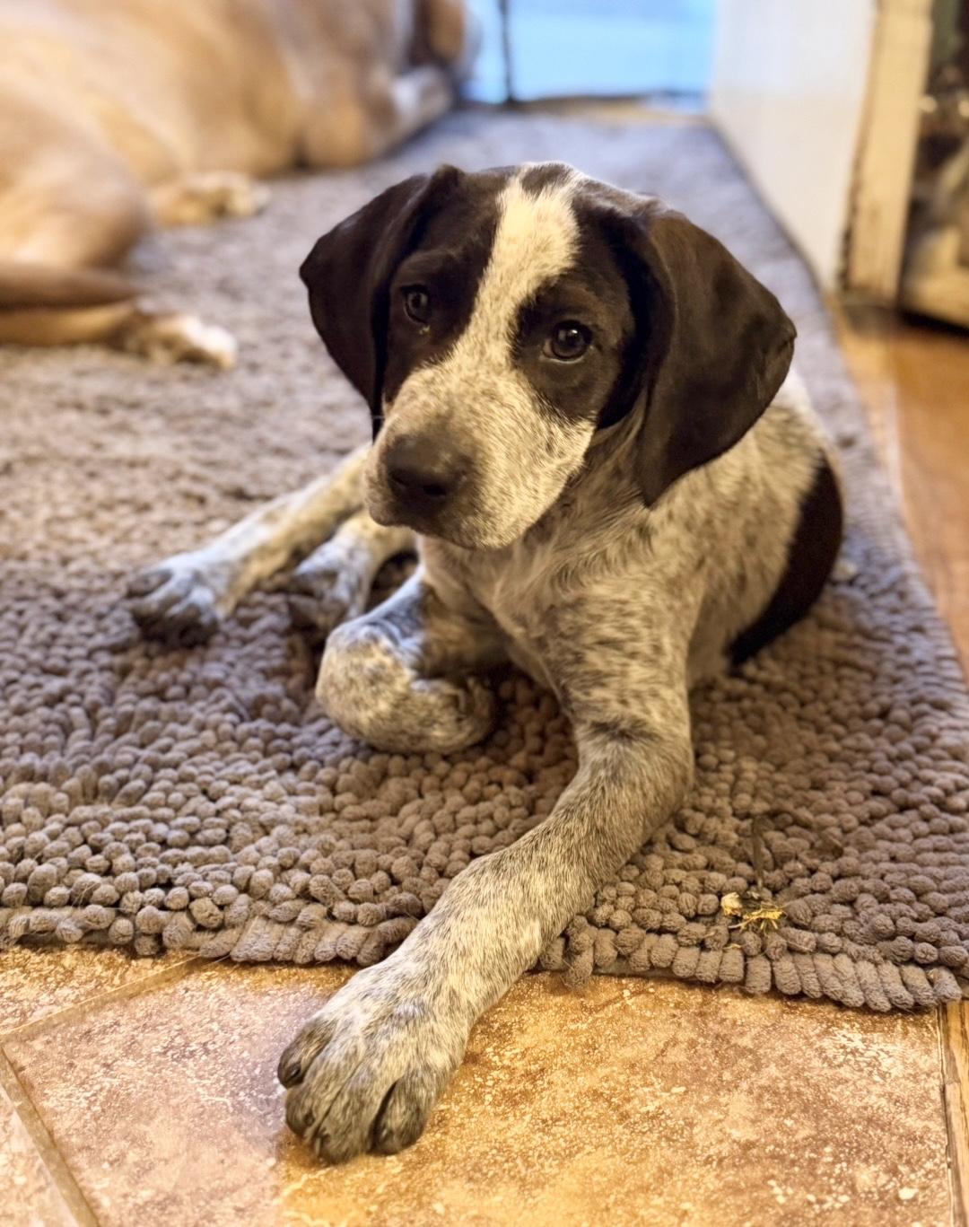 OSCAR, an adopted mixed breed in Dumont, NJ image 5/6