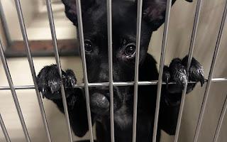 Enlarge Ari -- URGENT!!!, an adoptable mixed breed in Thousand Oaks, CA image 3/3