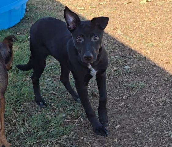 Enlarge Ari -- URGENT!!!, an adoptable mixed breed in Thousand Oaks, CA image 1/3