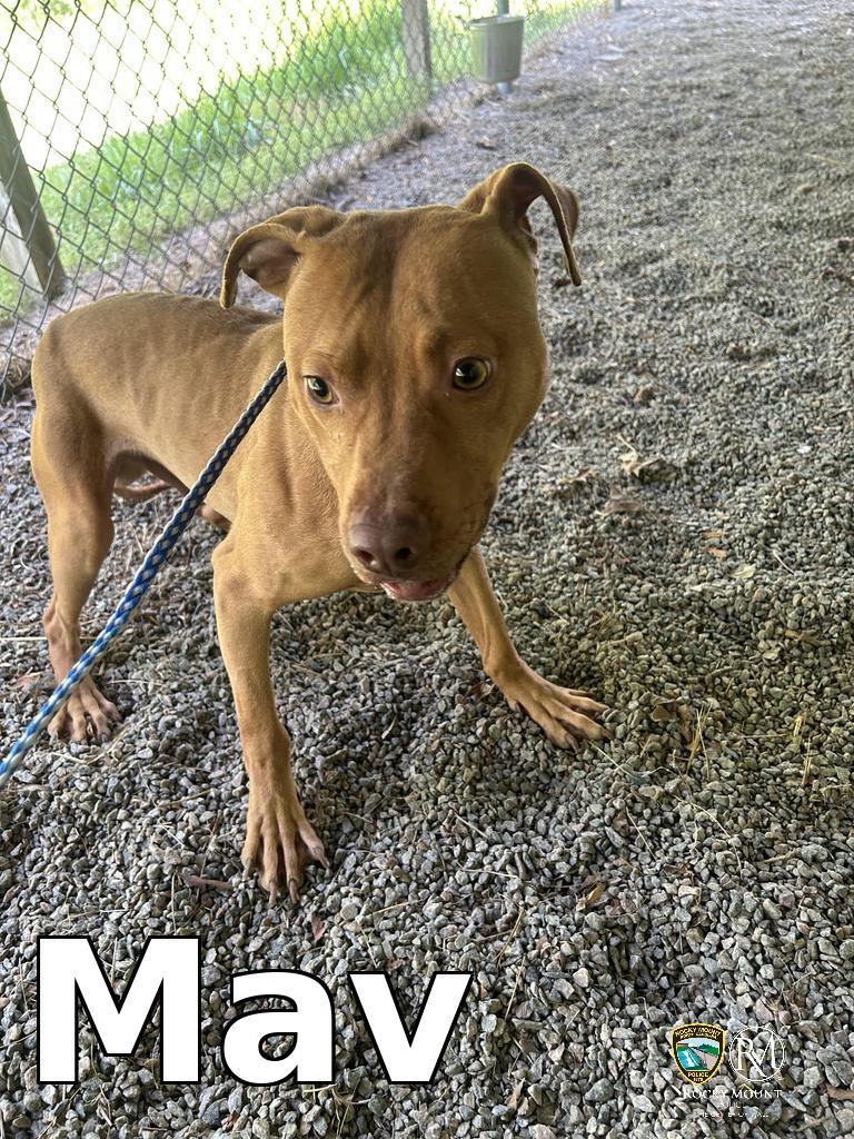 Mav, Adoptable, Young Male Pit Bull Terrier.