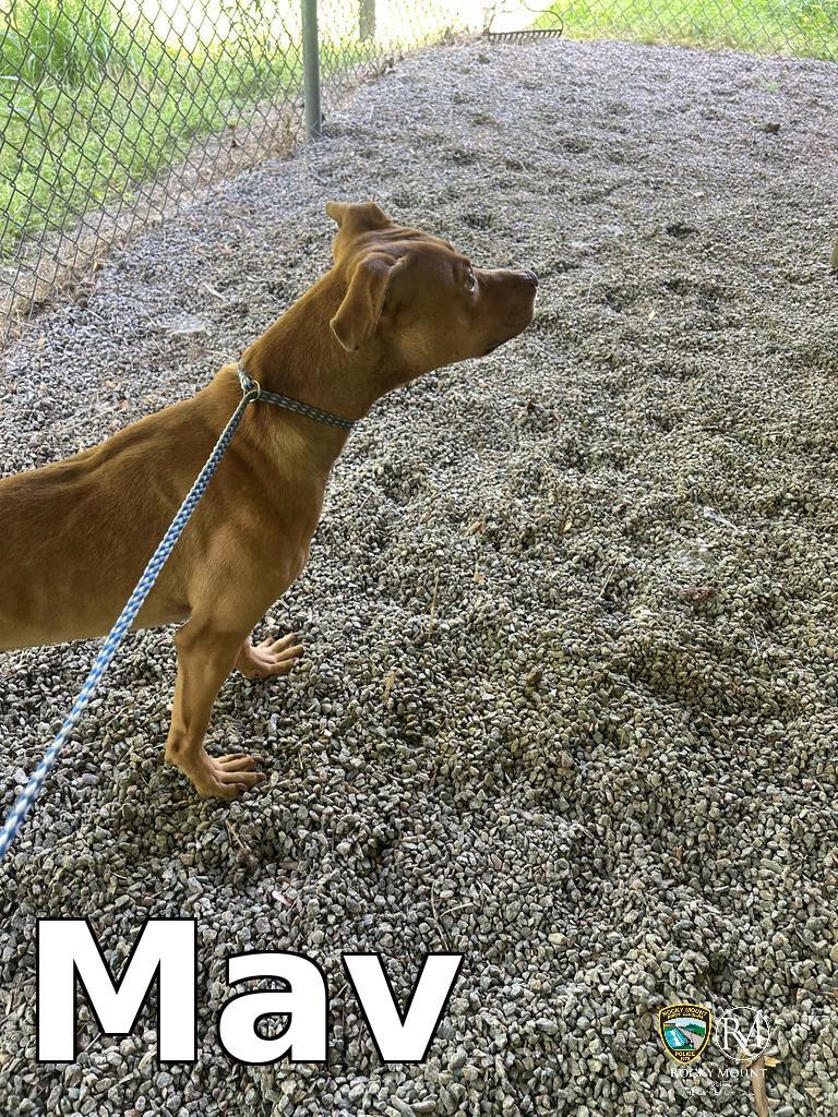 Enlarge Mav, a Adoptable Pit Bull Terrier in Rocky Mount, NC image 2/3
