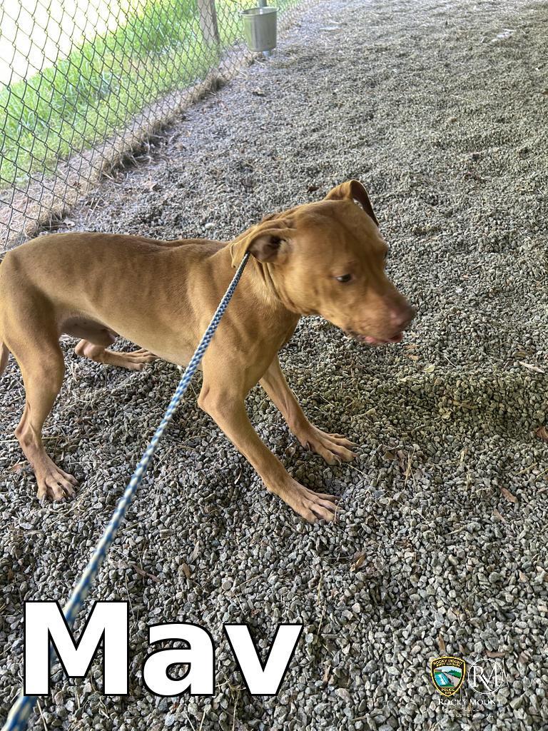 Enlarge Mav, a Adoptable Pit Bull Terrier in Rocky Mount, NC image 3/3