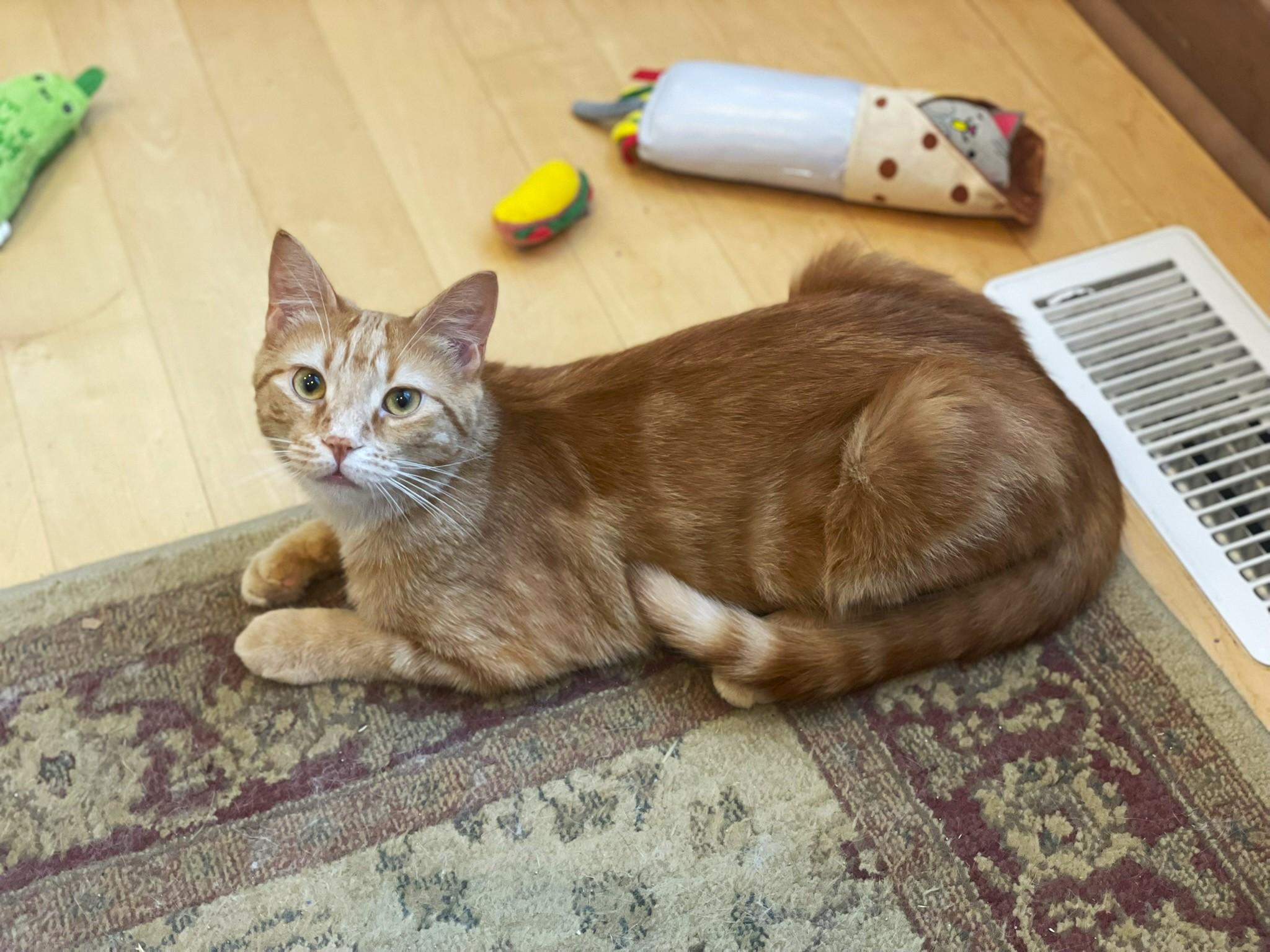 Wyn, a Adoptable Tabby in Taylor, MI image 6/6