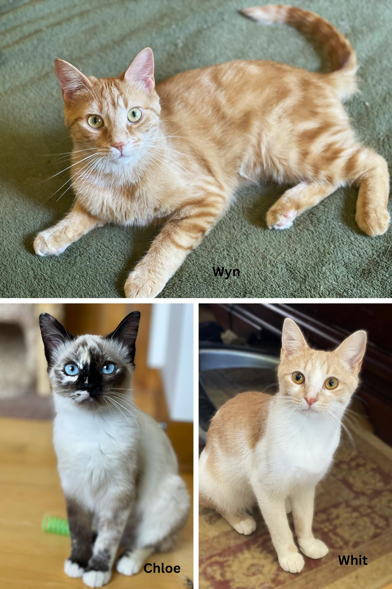 Wyn, a Adoptable Tabby in Taylor, MI image 4/6