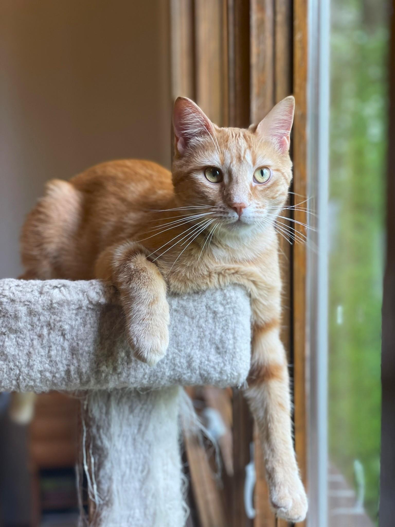 Wyn, a Adoptable Tabby in Taylor, MI image 3/6