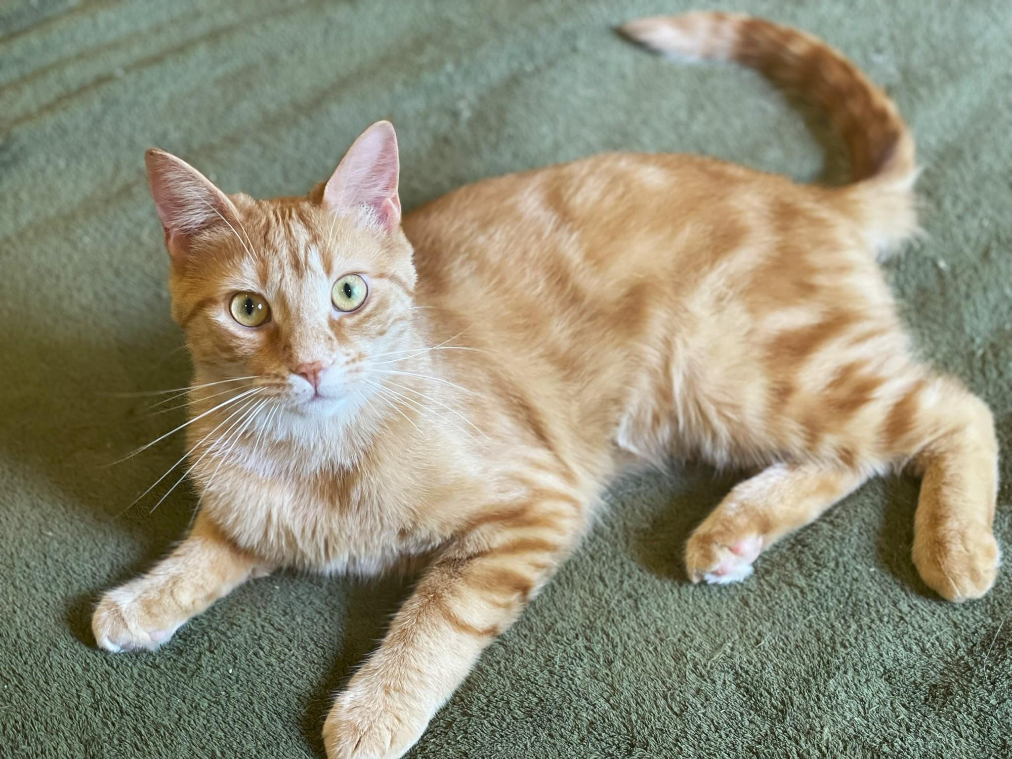 Wyn, Adoptable, Young Male Tabby.