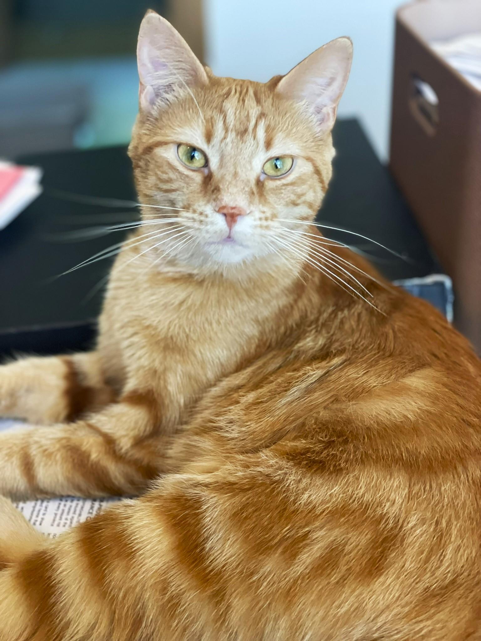 Wyn, a Adoptable Tabby in Taylor, MI image 2/6