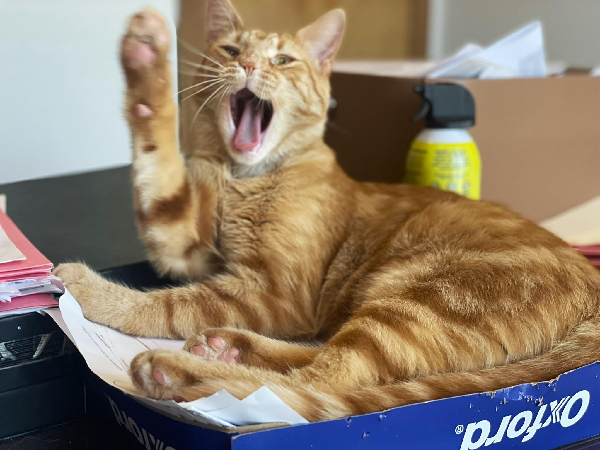 Wyn, a Adoptable Tabby in Taylor, MI image 5/6