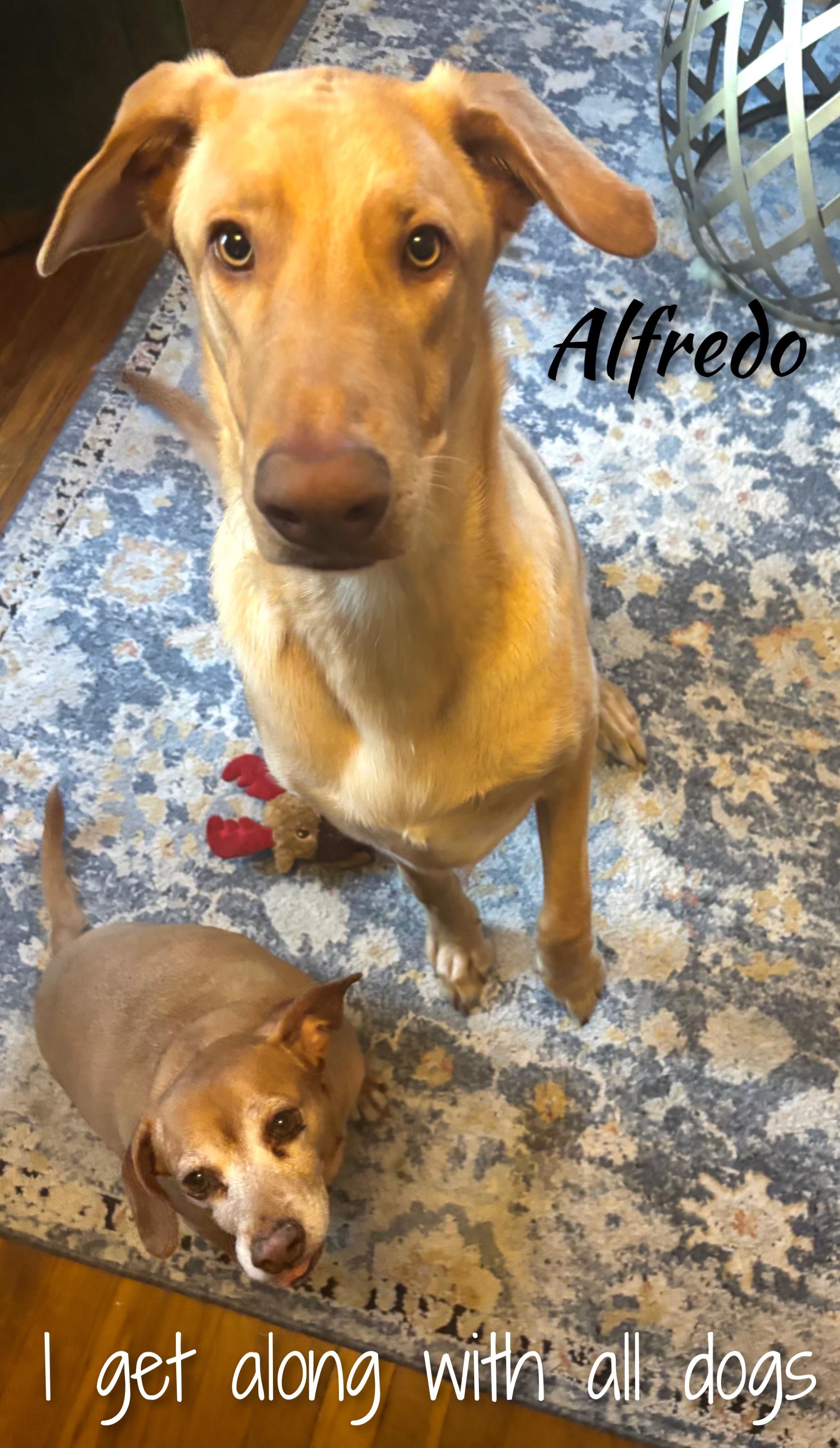 Enlarge Alfredo, an adopted mixed breed in Fredericksburg, VA image 5/6