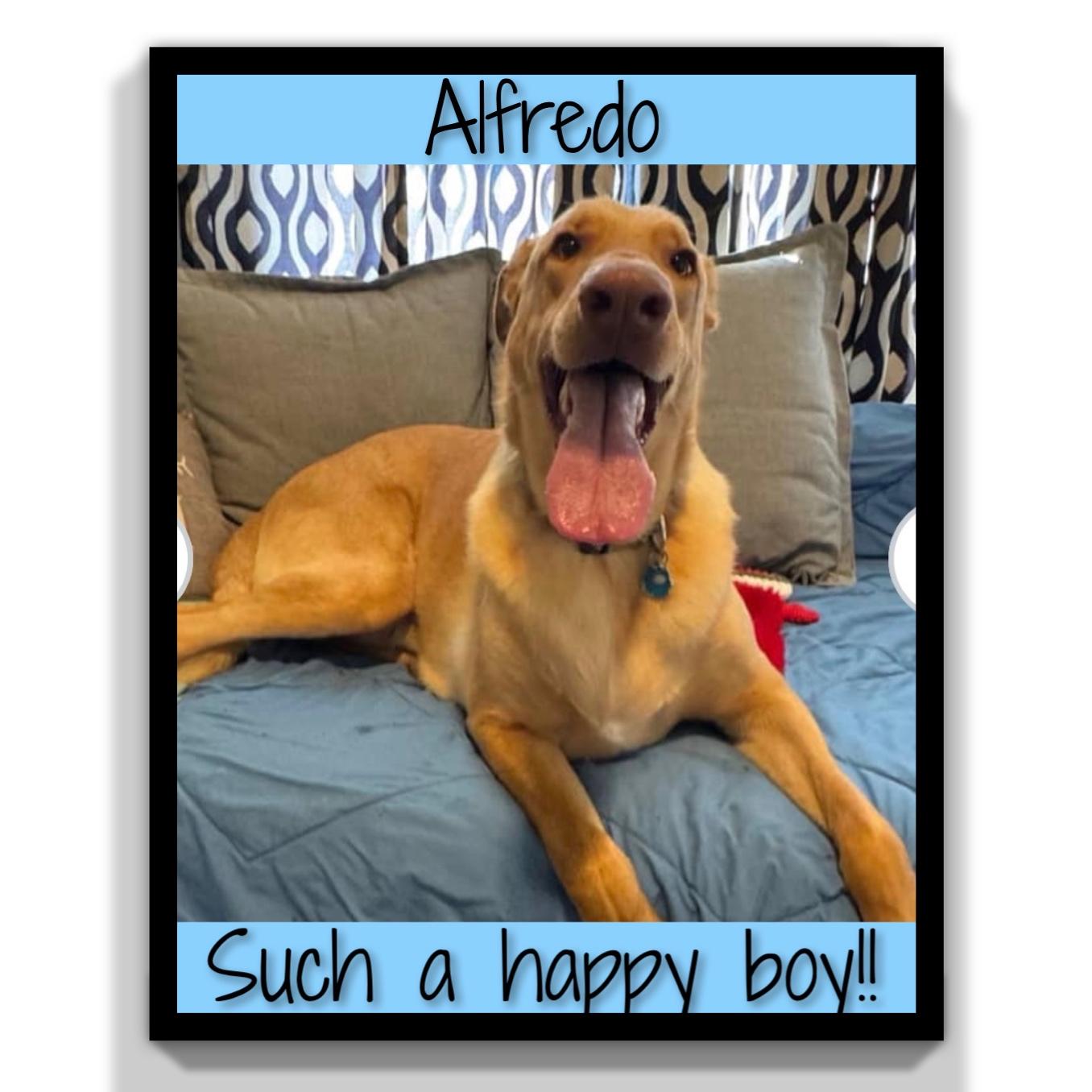 Enlarge Alfredo, an adopted mixed breed in Fredericksburg, VA image 4/6