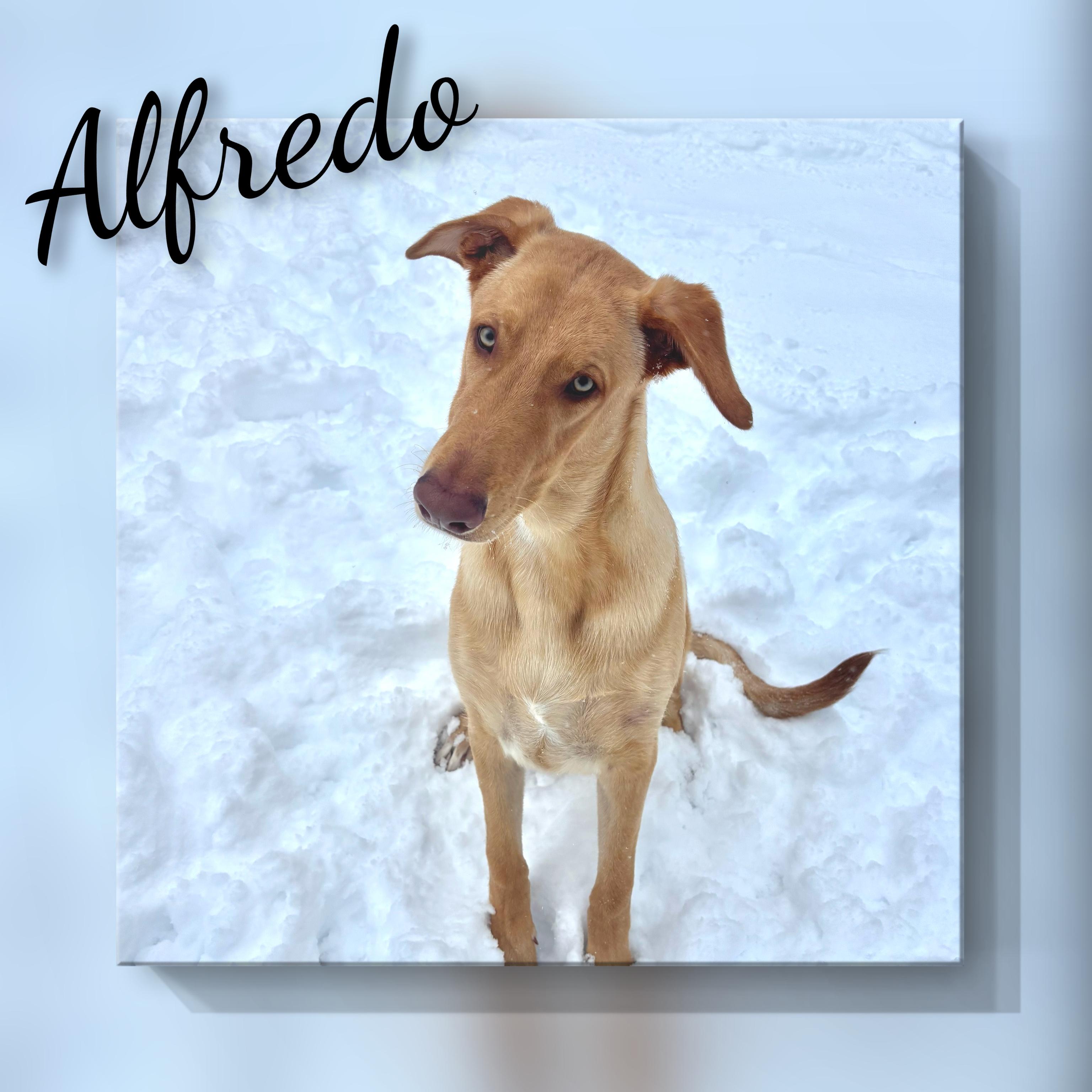 Enlarge Alfredo, an adopted mixed breed in Fredericksburg, VA image 1/6