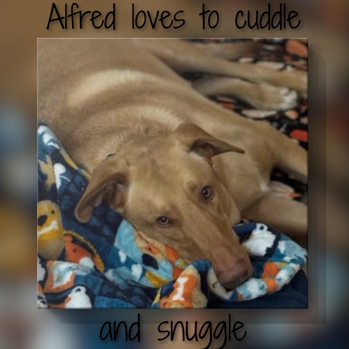 Enlarge Alfredo, an adopted mixed breed in Fredericksburg, VA image 6/6