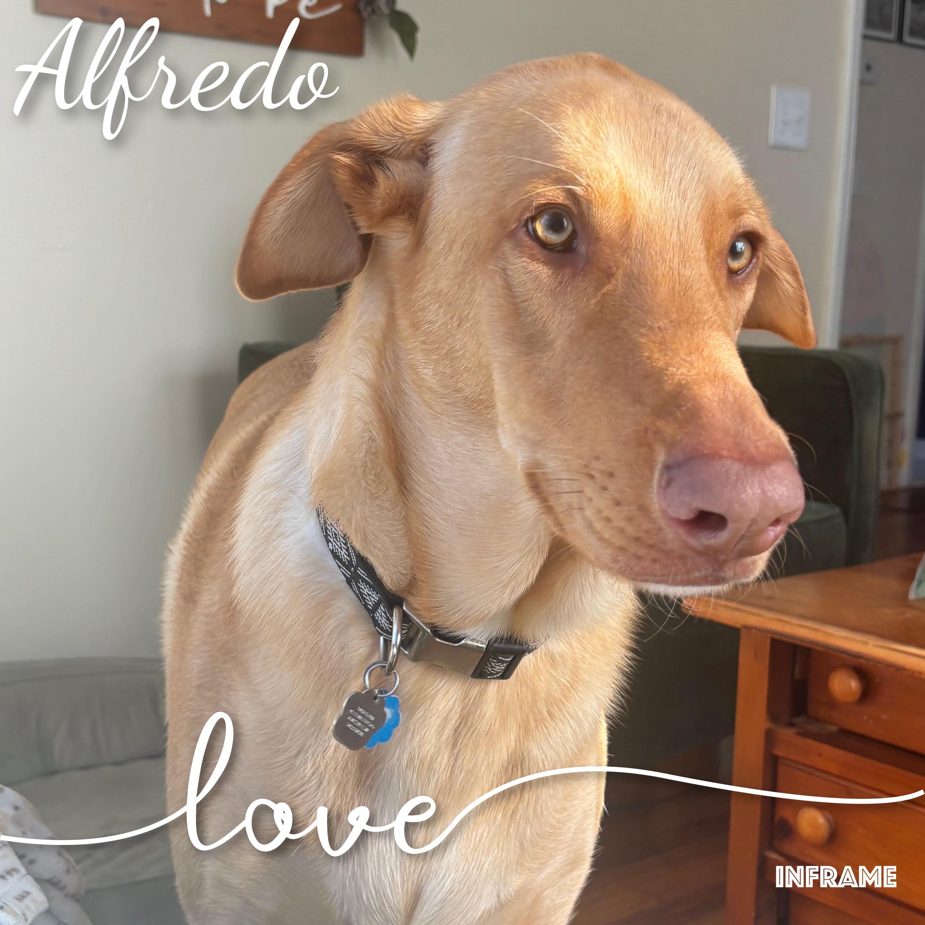 Enlarge Alfredo, an adopted mixed breed in Fredericksburg, VA image 3/6