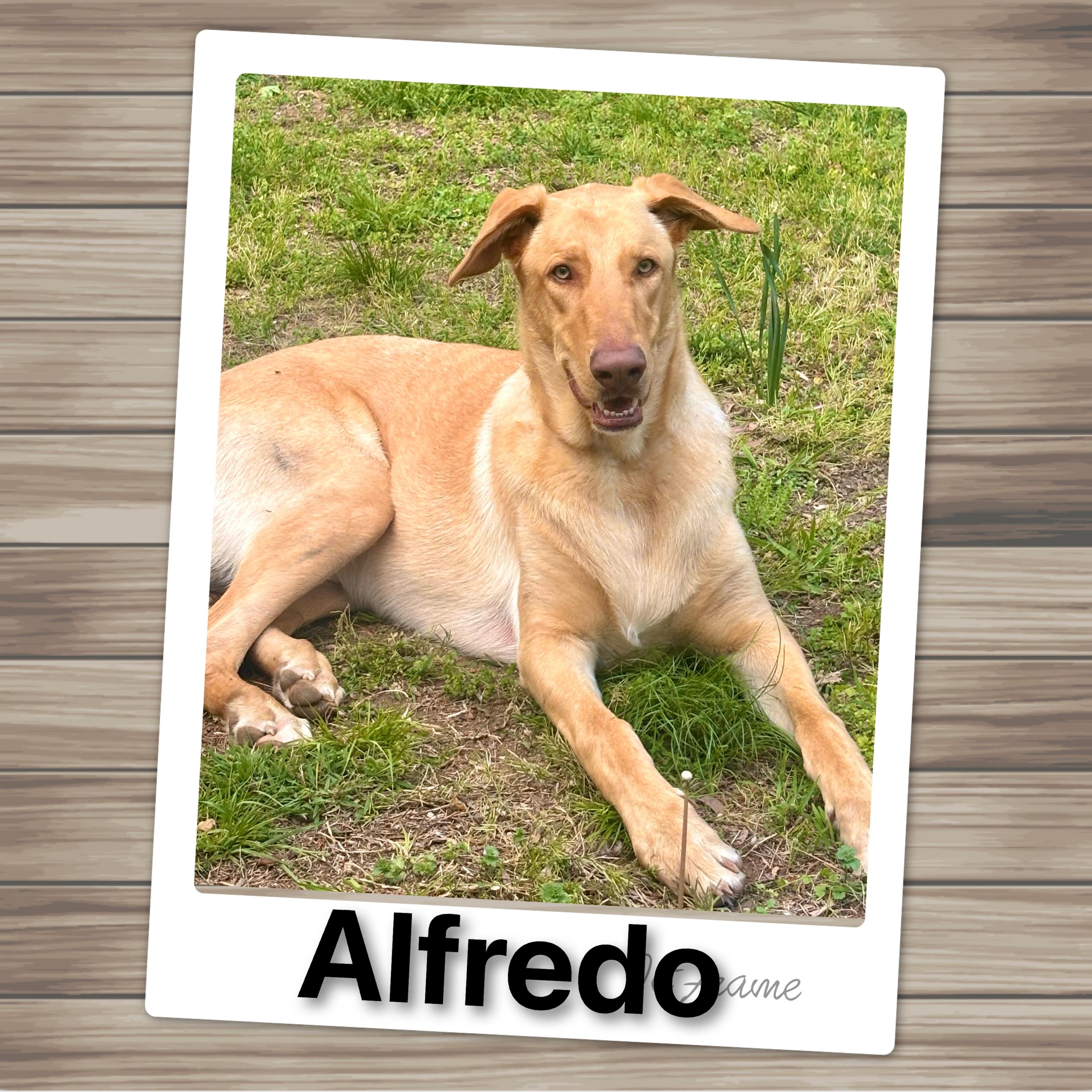 Enlarge Alfredo, an adopted mixed breed in Fredericksburg, VA image 2/6