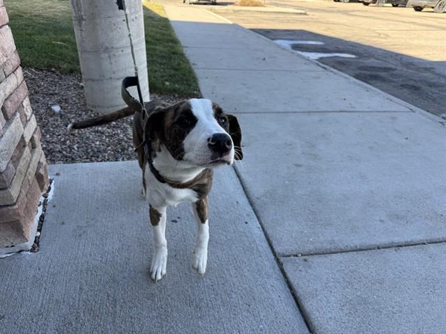 Enlarge PICASSO, a Adoptable mixed breed in Pueblo, CO image 1/1