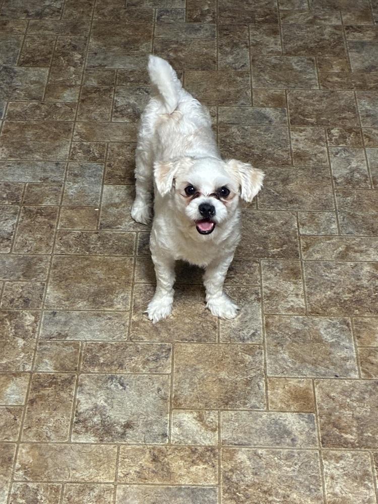 Enlarge Milkshake, a Adoptable mixed breed in Youngsville, NC image 2/6