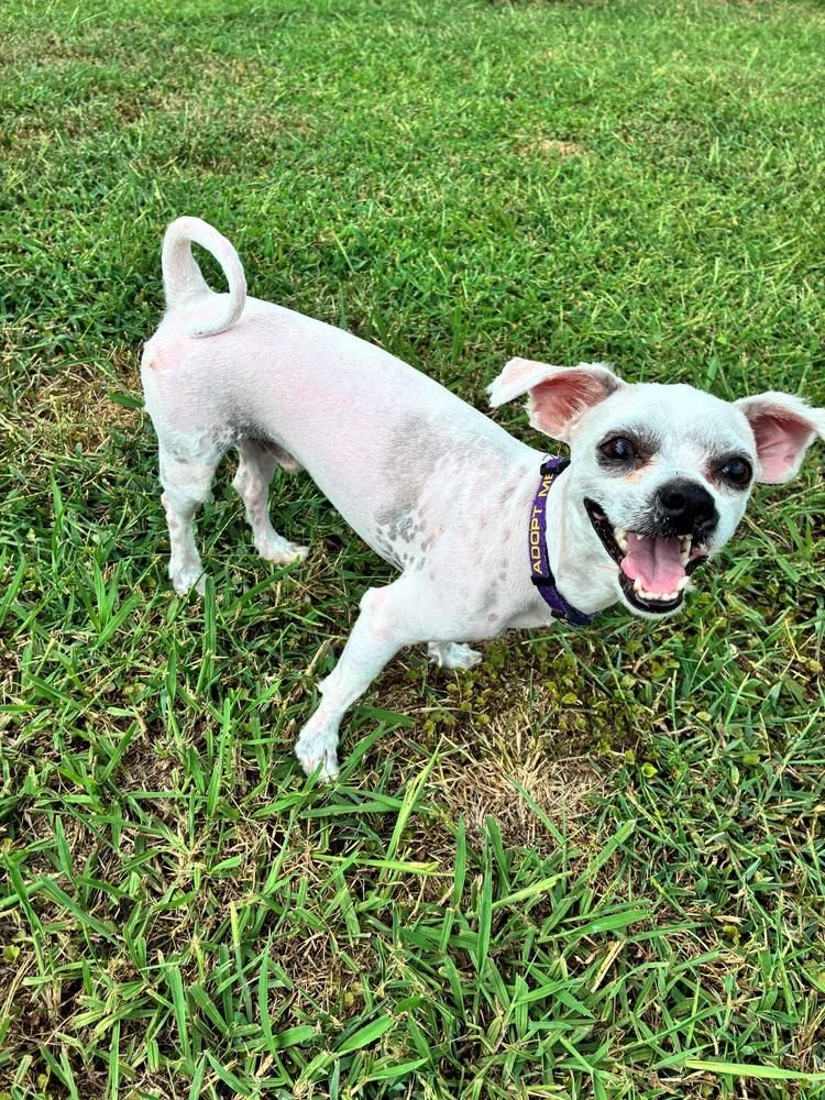 Enlarge Milkshake, a Adoptable mixed breed in Youngsville, NC image 5/6