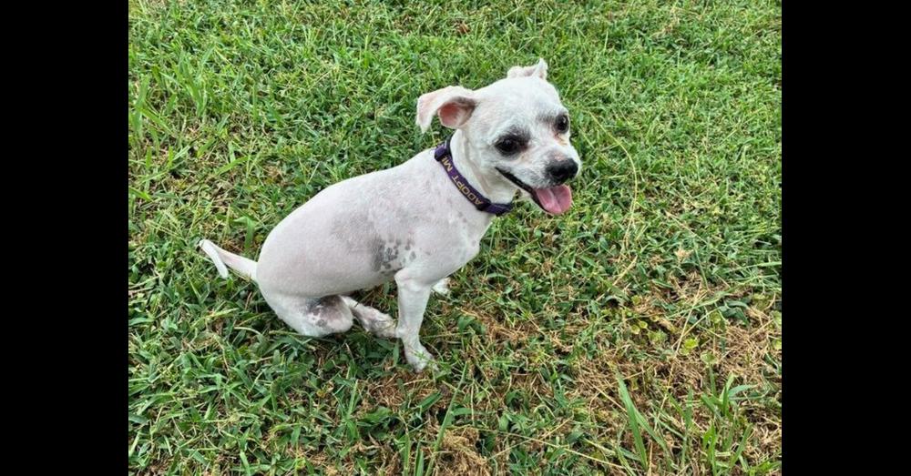Enlarge Milkshake, a Adoptable mixed breed in Youngsville, NC image 6/6
