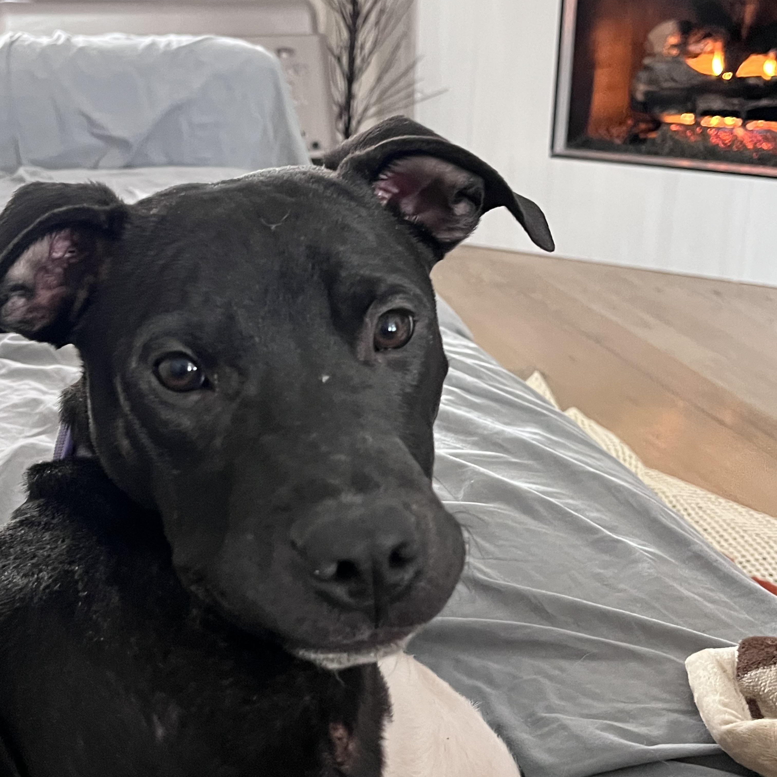 Zeedo — thumbnail 2