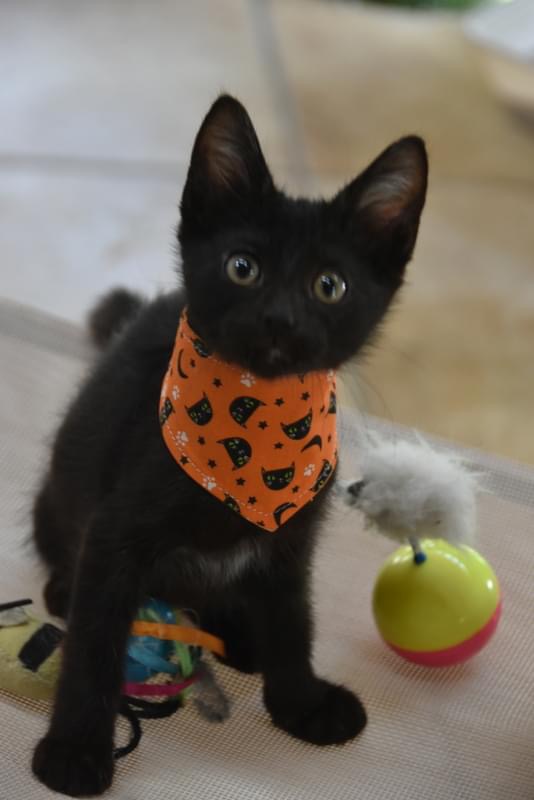 Cat for adoption Homer (BSMfostered in TN), a Domestic Short Hair in