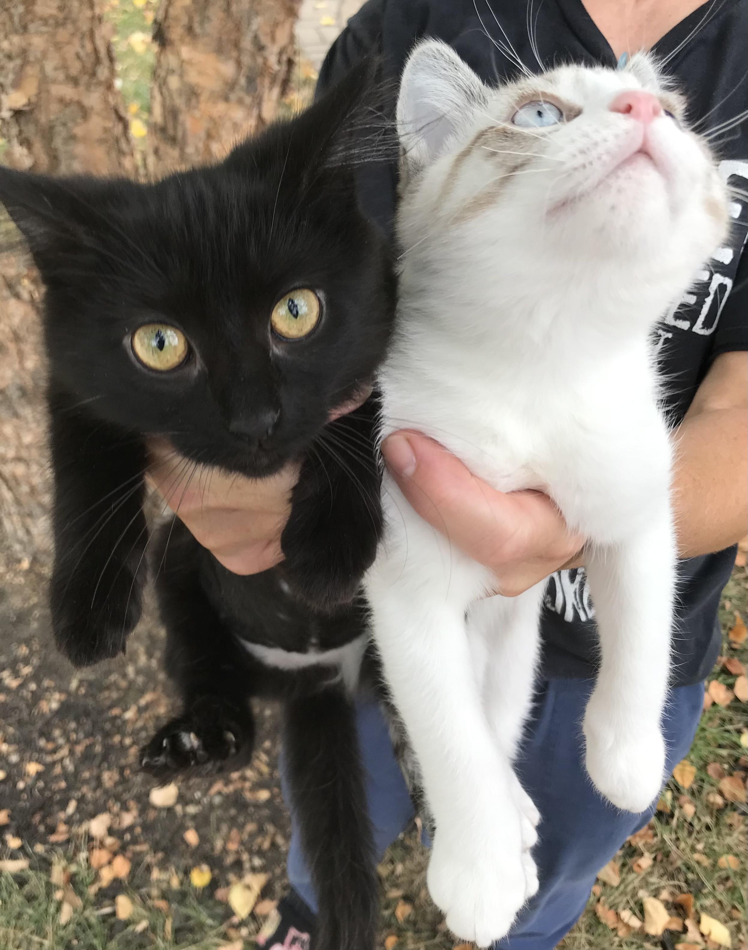 Maple, adoptable, Kitten Female Domestic Medium Hair.
