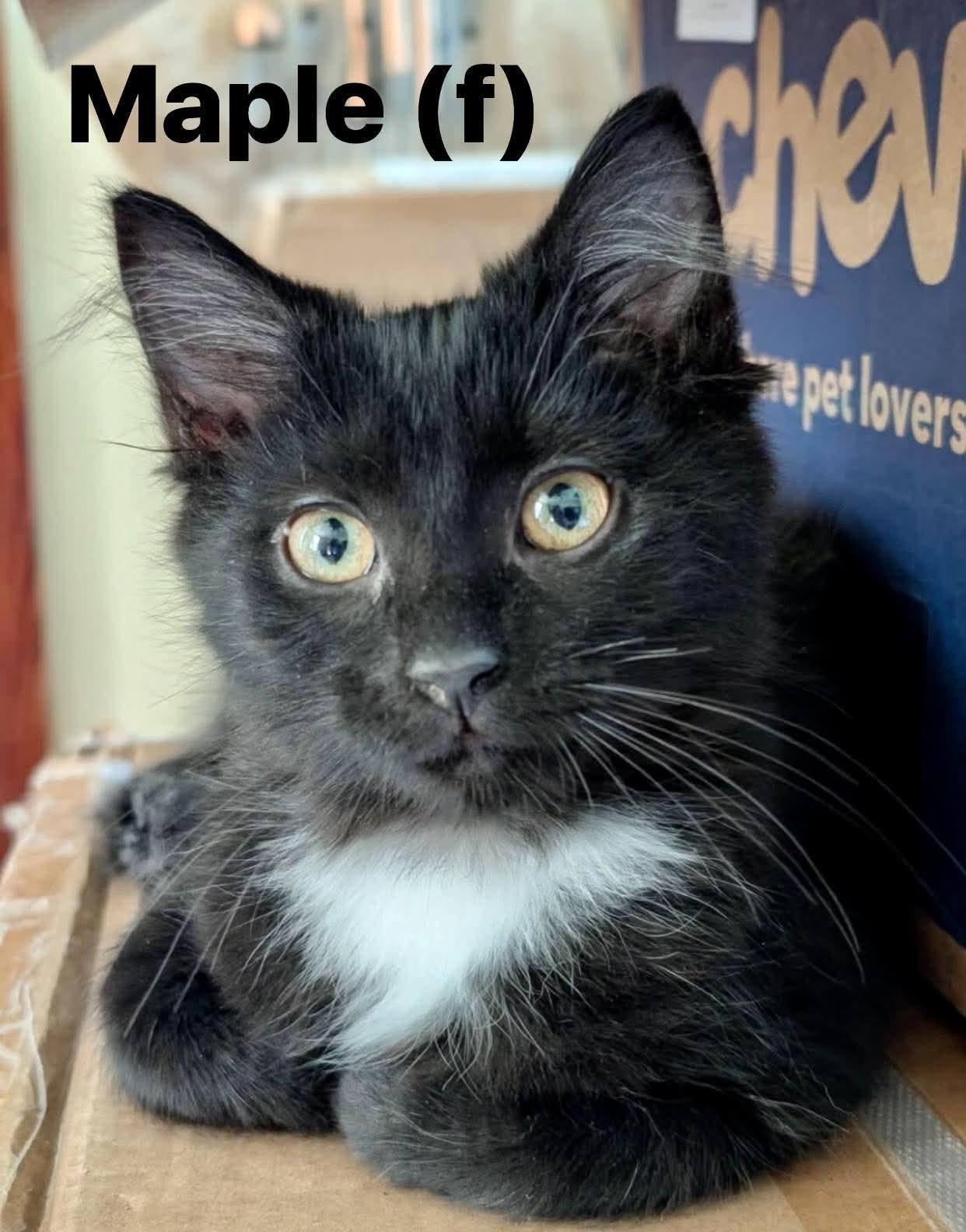 Maple, an adoptable Domestic Medium Hair in Cincinnati, OH image 2/2