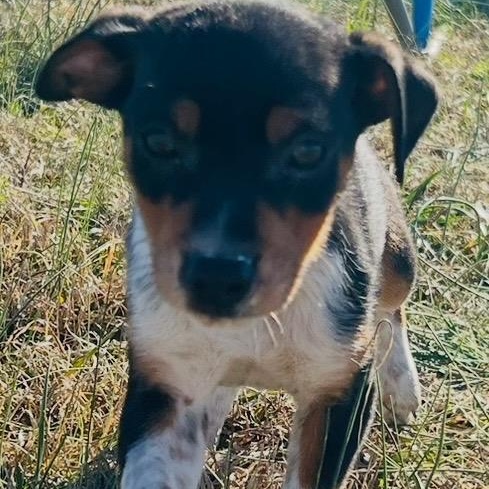 Flower, Adoptable, Puppy Female Border Collie & Beagle.