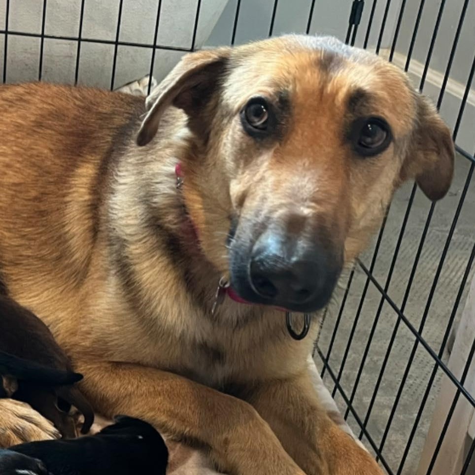 LunaC, adoptable, Young Female Shepherd.