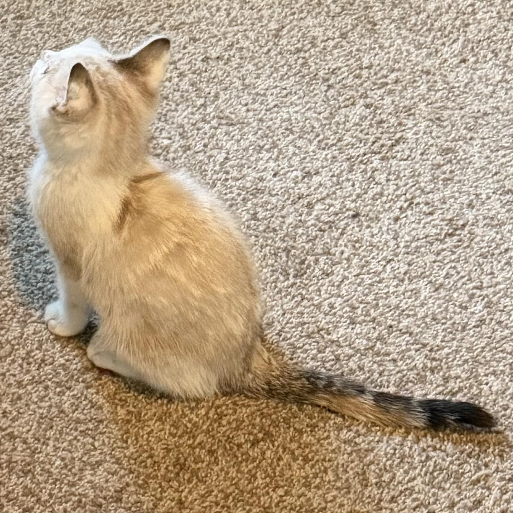 Enlarge Leclerc, a ADOPTABLE Domestic Short Hair in Pasco, WA image 3/3