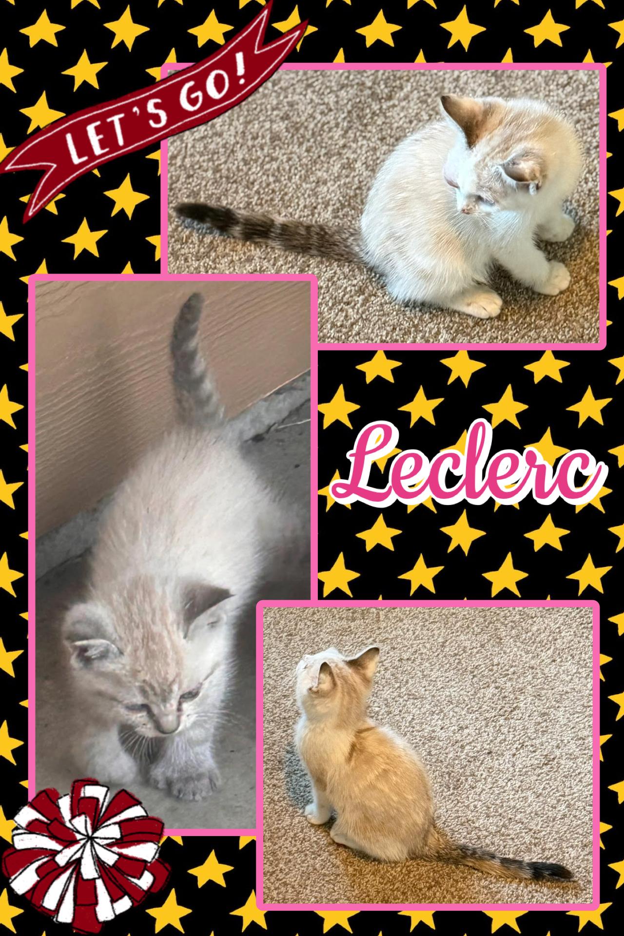 Leclerc, ADOPTABLE, Kitten Female Domestic Short Hair.