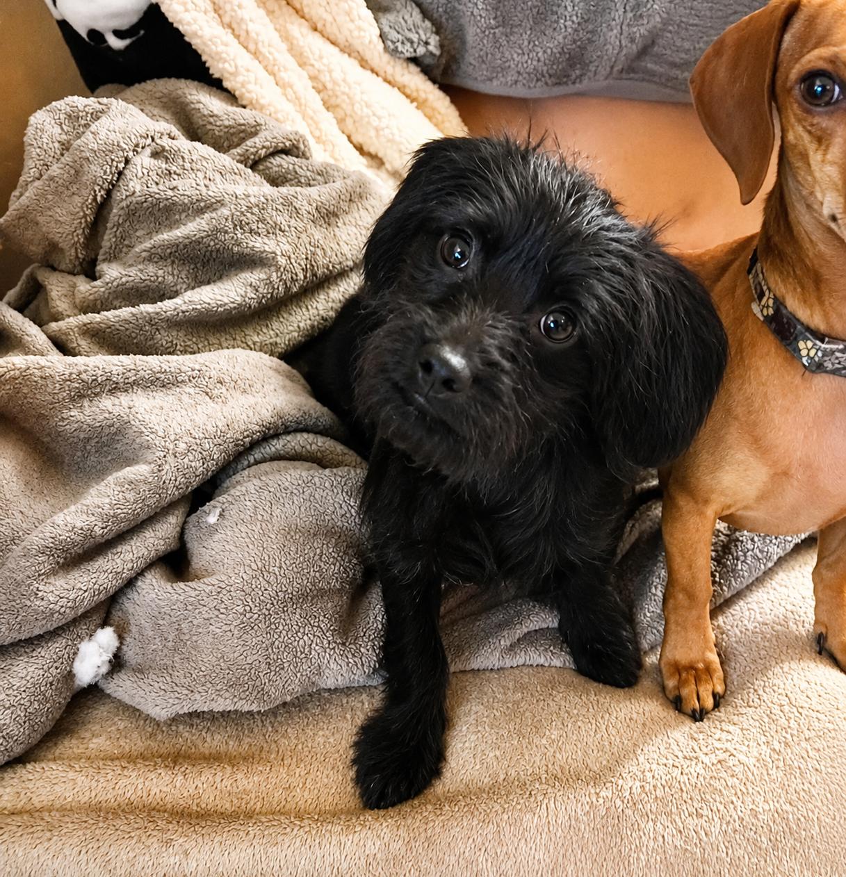 Rolex, ADOPTABLE, Puppy Male Terrier.