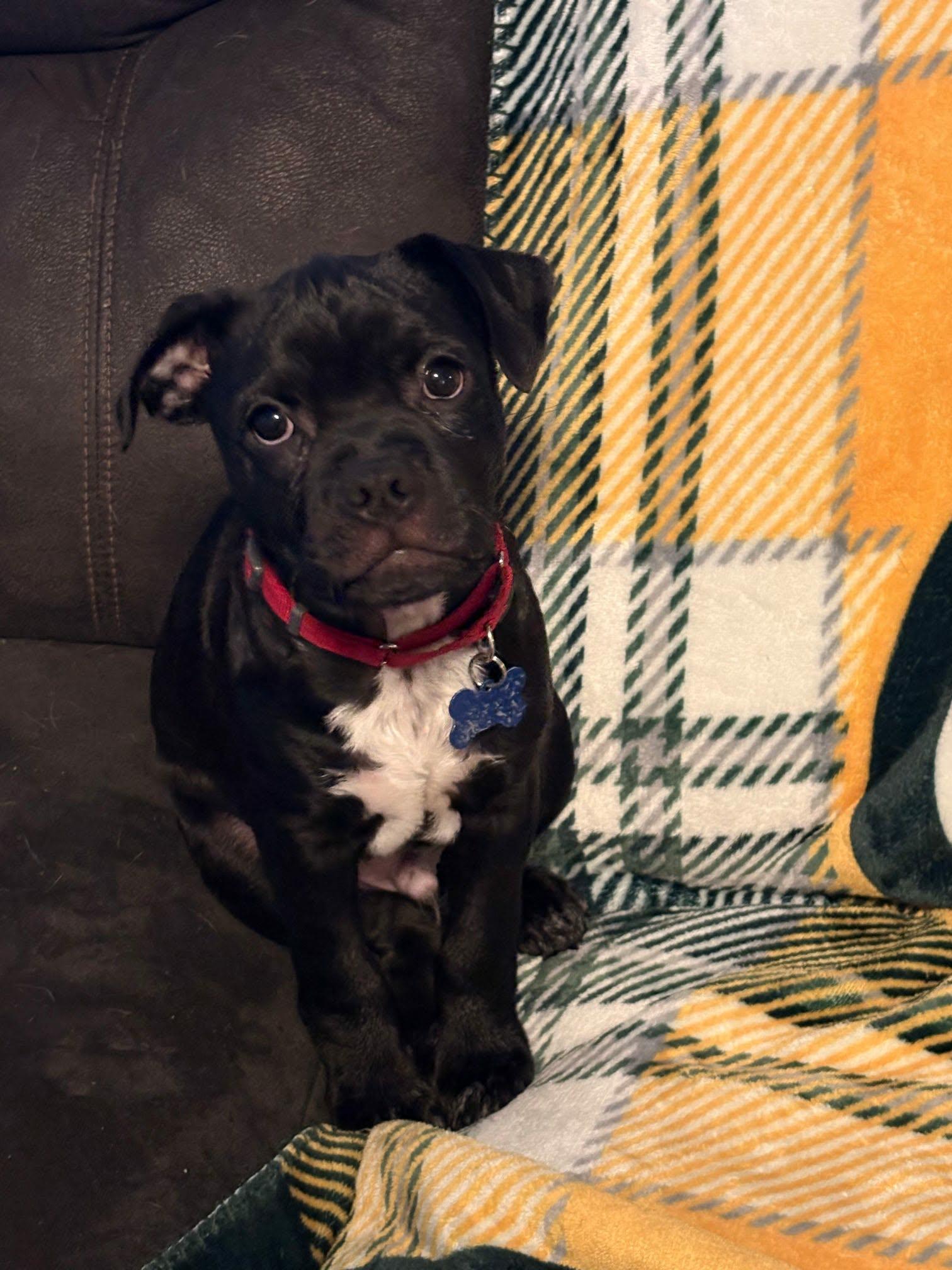 Enlarge Dustin, a ADOPTABLE mixed breed in De Pere, WI image 3/3