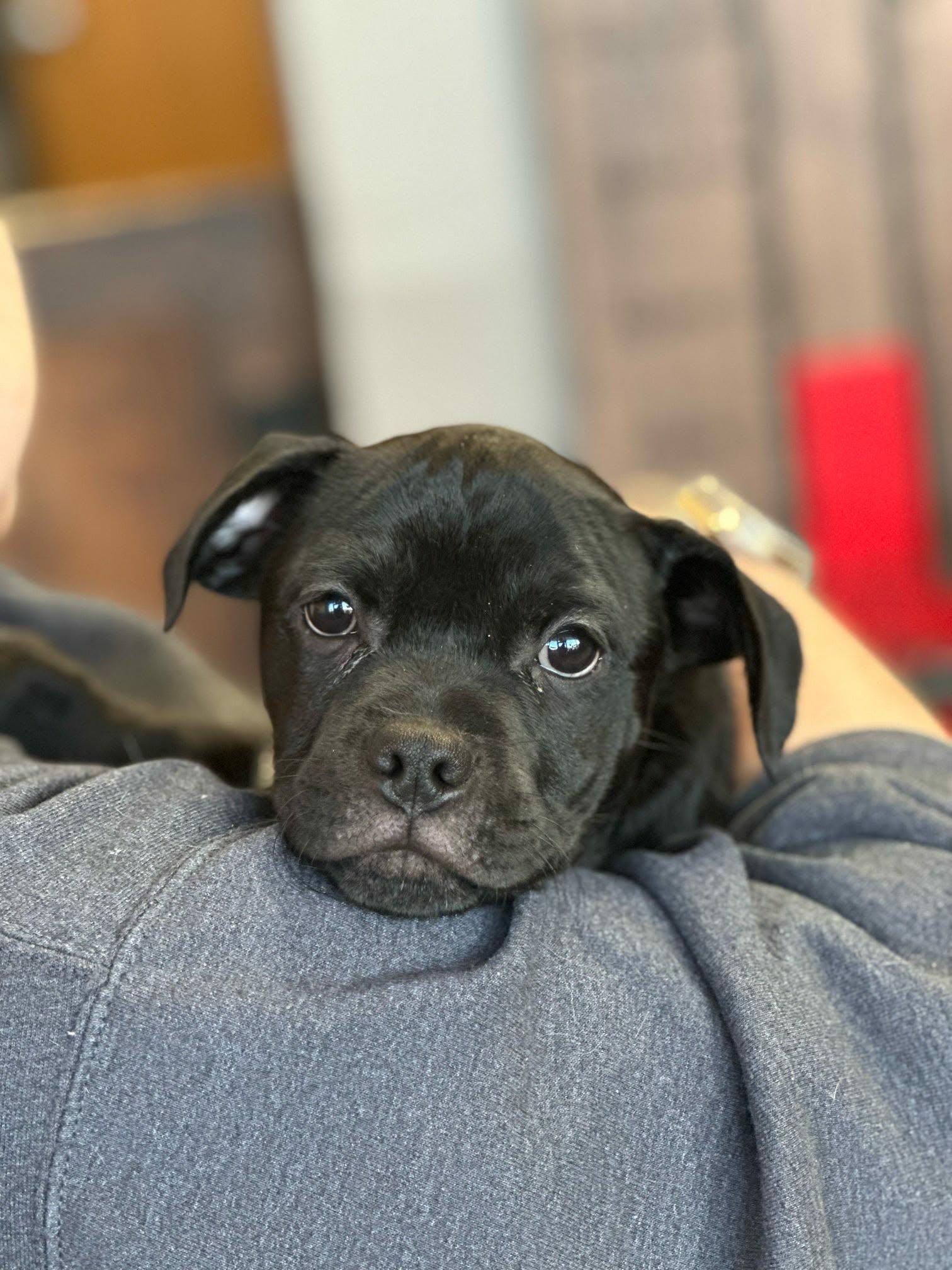 Enlarge Dustin, a ADOPTABLE mixed breed in De Pere, WI image 2/3