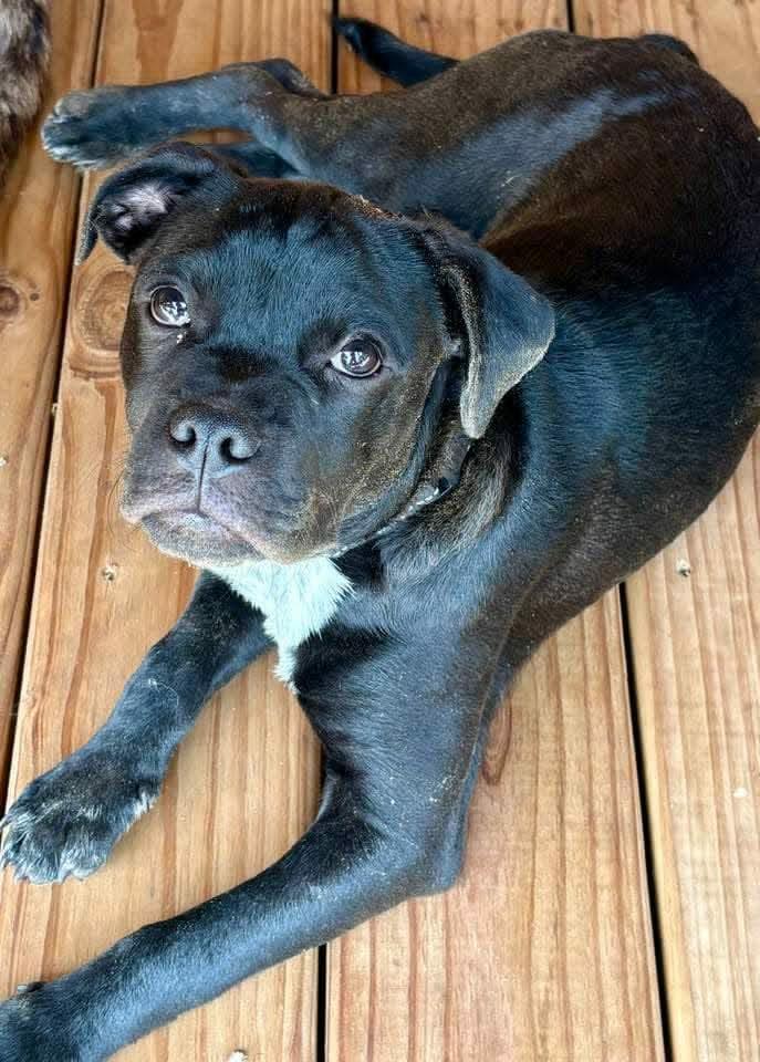 Dustin, a ADOPTABLE mixed breed in De Pere, WI image 5/5