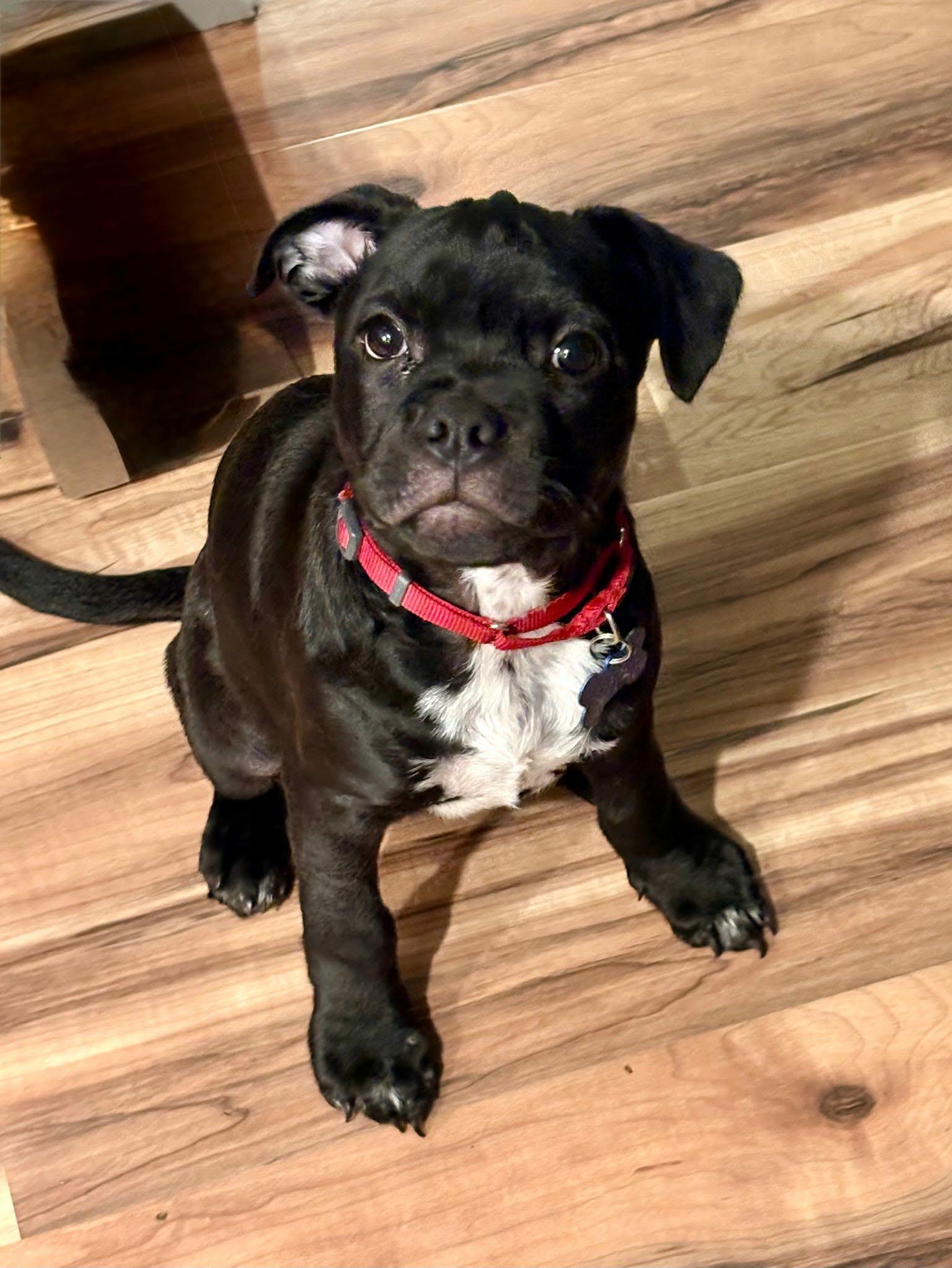 Dustin, ADOPTABLE, Puppy Male Mixed Breed.