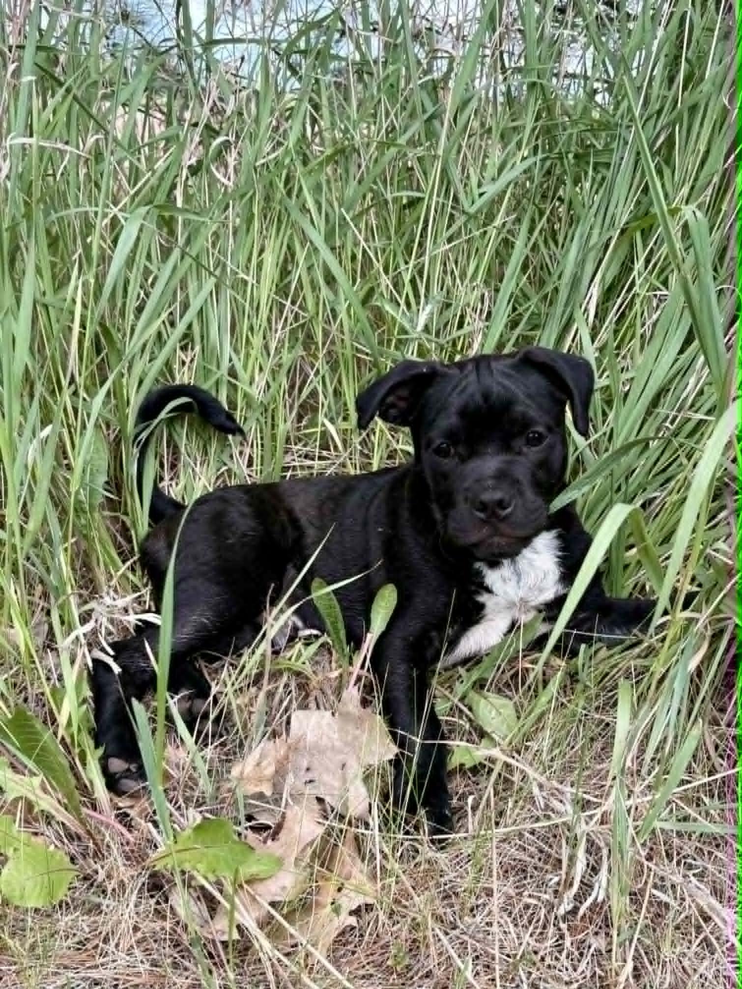 Dustin, a ADOPTABLE mixed breed in De Pere, WI image 1/3