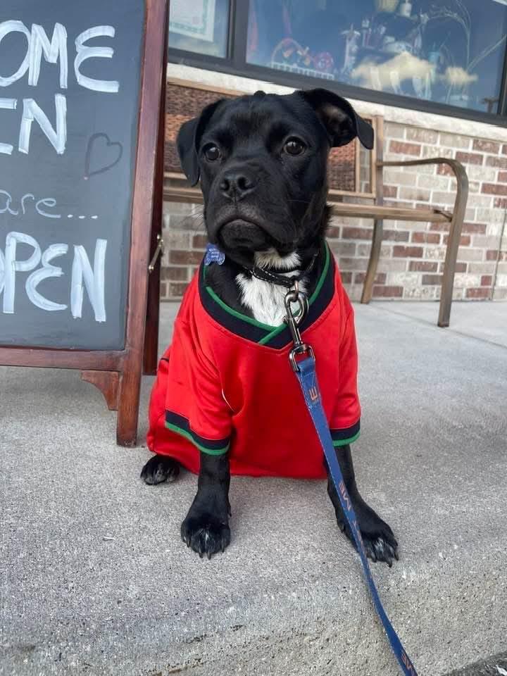 Dustin, a ADOPTABLE mixed breed in De Pere, WI image 3/5