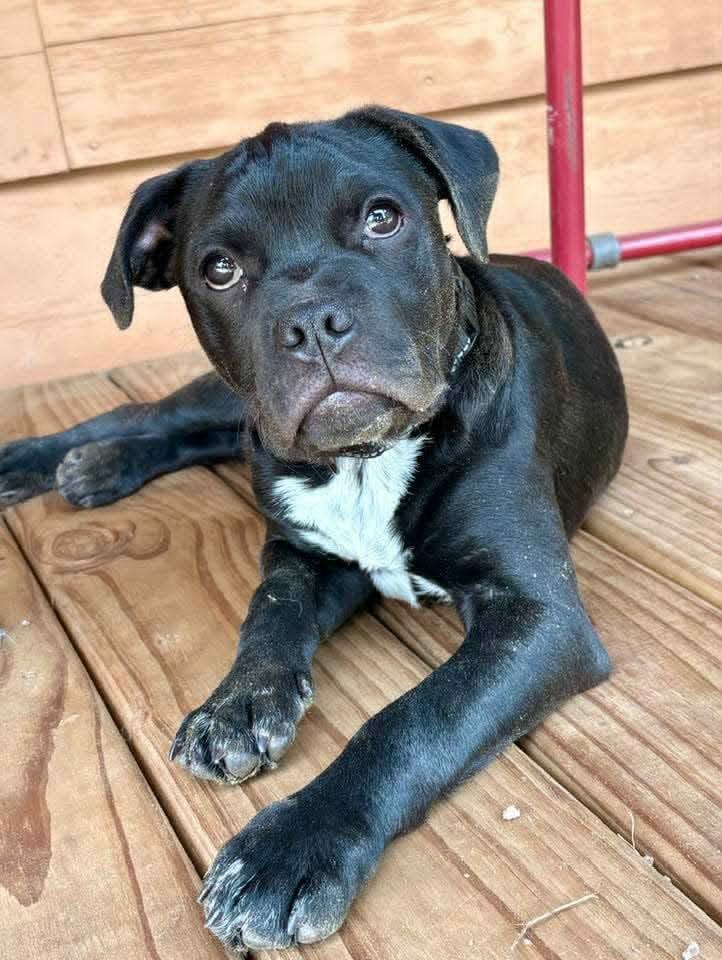 Dustin, ADOPTABLE, Puppy Male Mixed Breed.