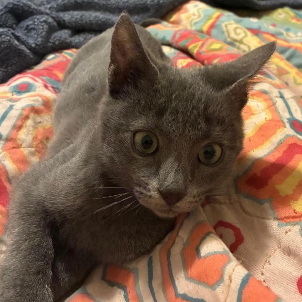 Mishka, Adoptable, Kitten Male Domestic Short Hair.