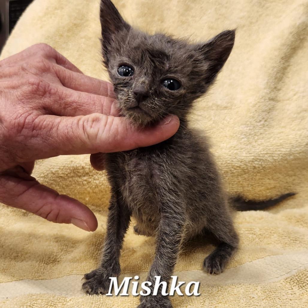 Mishka, a Adoptable Domestic Short Hair in San Pablo, CA image 2/2